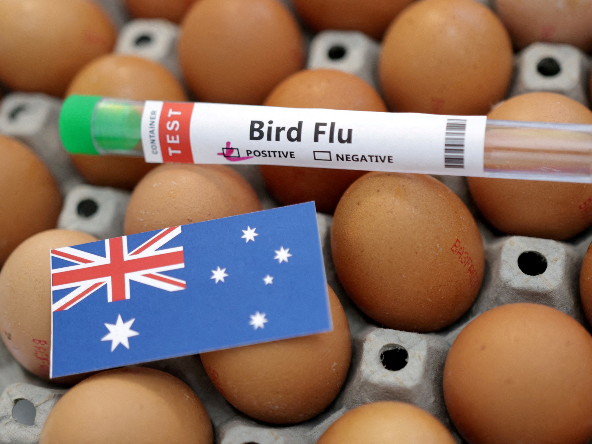 Australia warns H5N1 likely to spread after first mass mortality episode