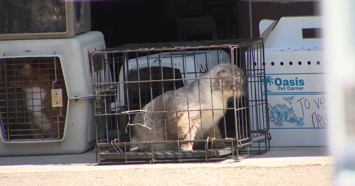 Hundreds of cats rescued from Southern California nonprofit – CBS News