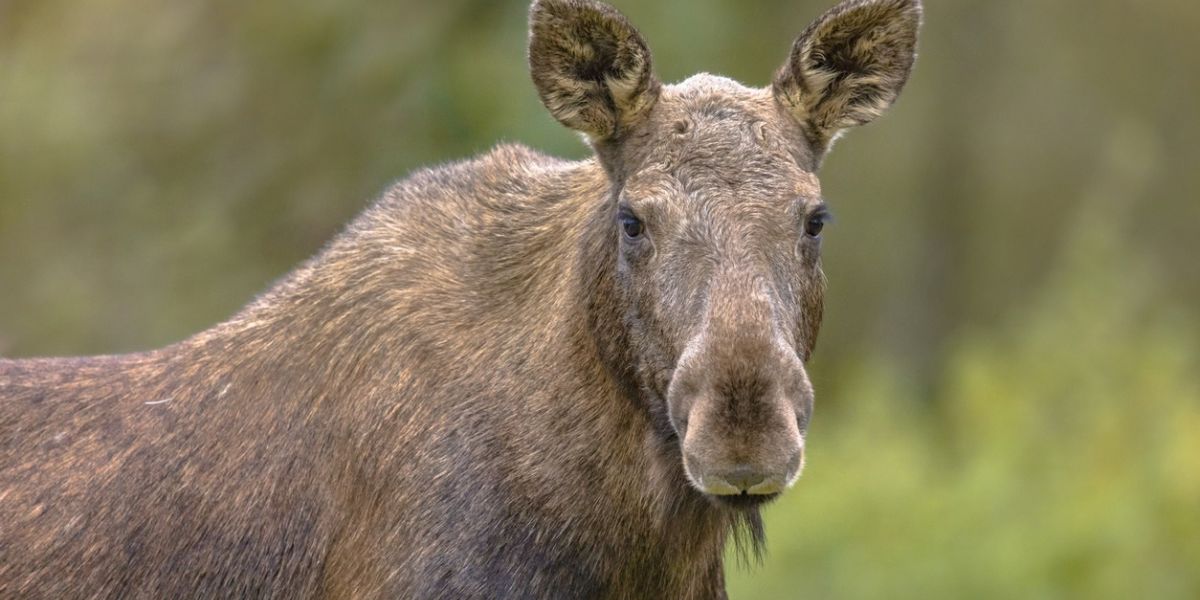 Moose attacks man on hike in Colorado – Denver Gazette