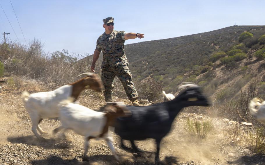 Meet the GOATS of wildfire prevention at Marines’ Miramar base