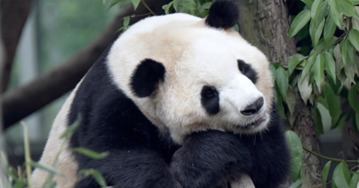 2 giant pandas arrive in Atlanta after Trump-Xi summit – NBC News
