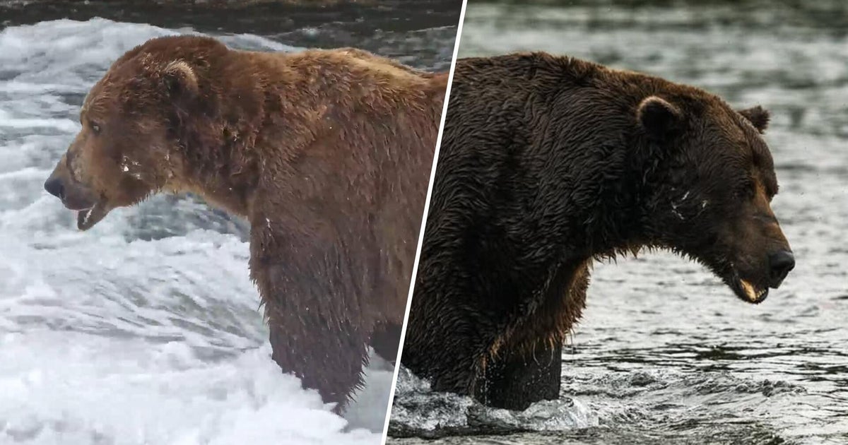 Fat Bear Week 2026 is here: Meet Chunk, Bucky and other contenders – CBS News