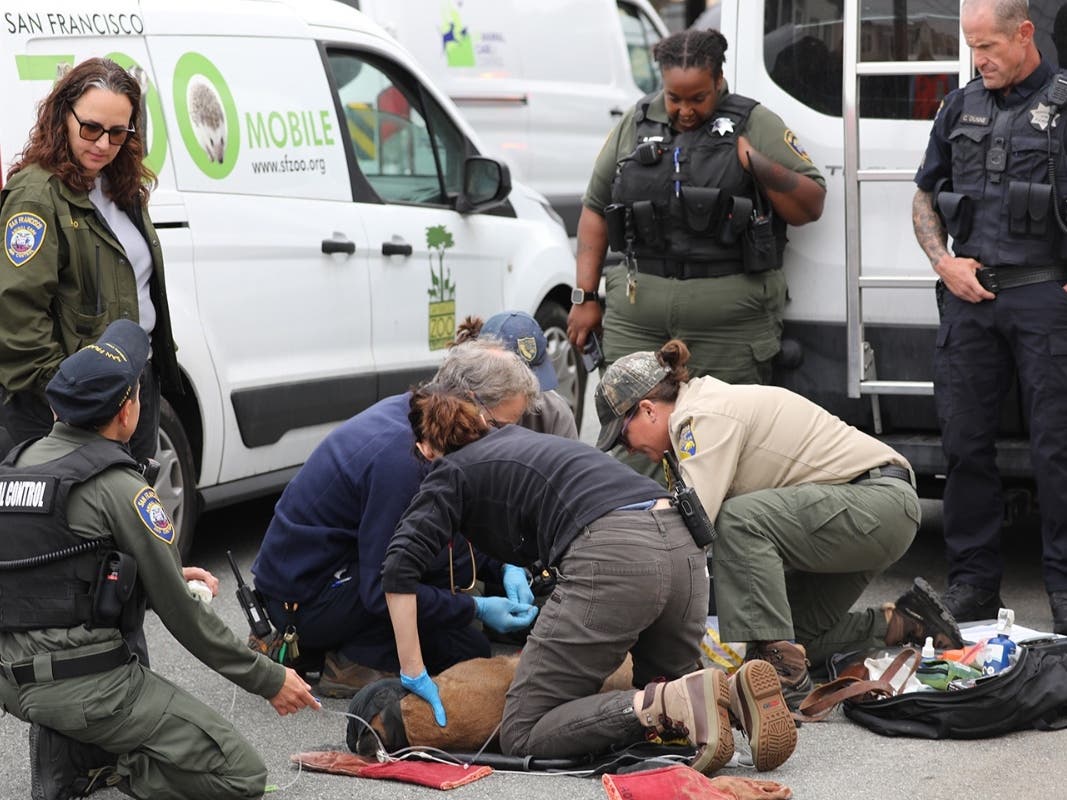 Mountain Lion Roaming San Francisco Neighborhood Captured – Patch