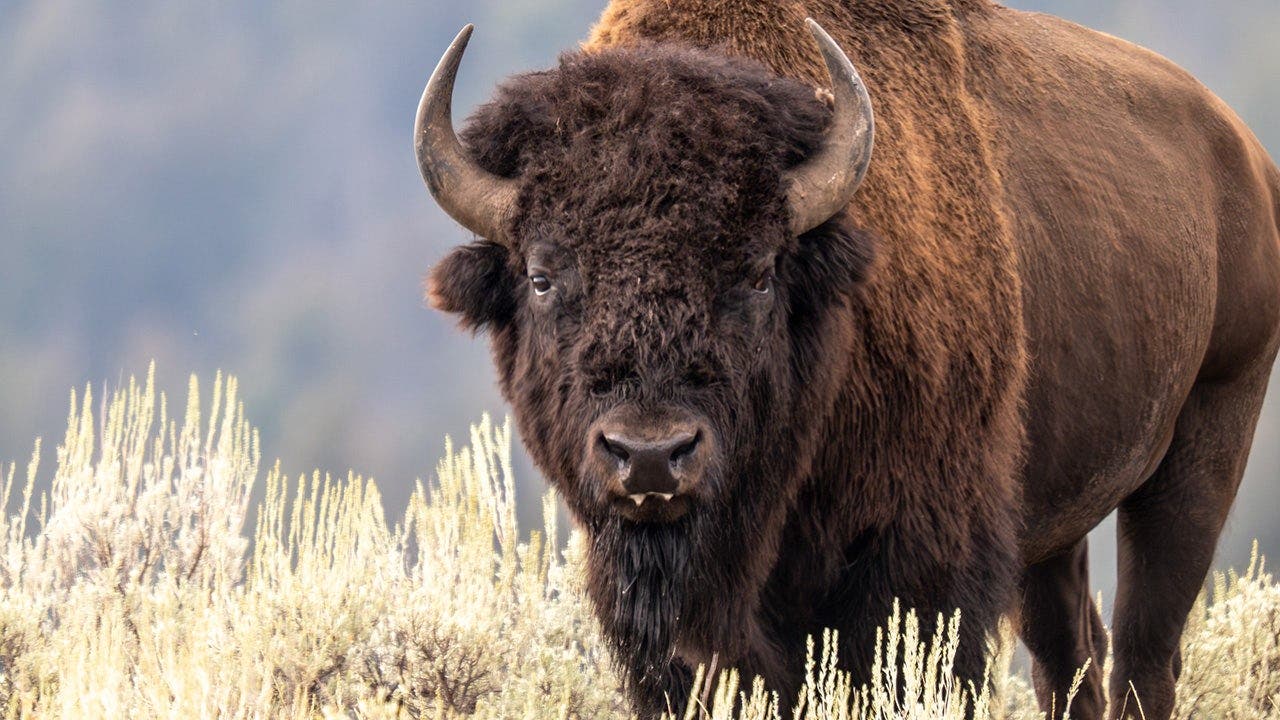 National Park Service director calls Yellowstone's wild bison recovery an 'incredible conservation story'