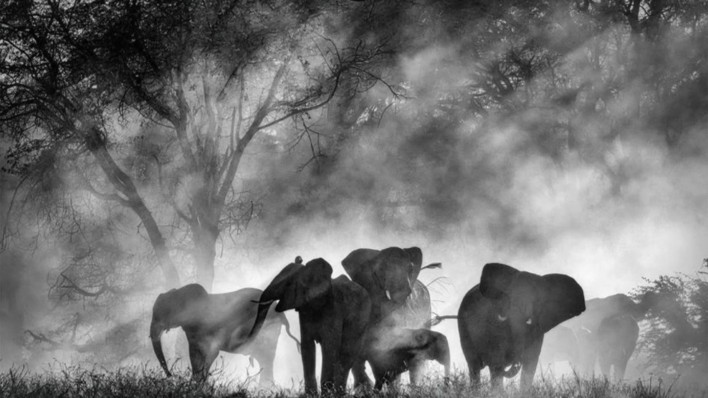 Werner Herzog’s ‘Ghost Elephants’ Lands Home Entertainment Deal With Buffalo 8 (EXCLUSIVE)