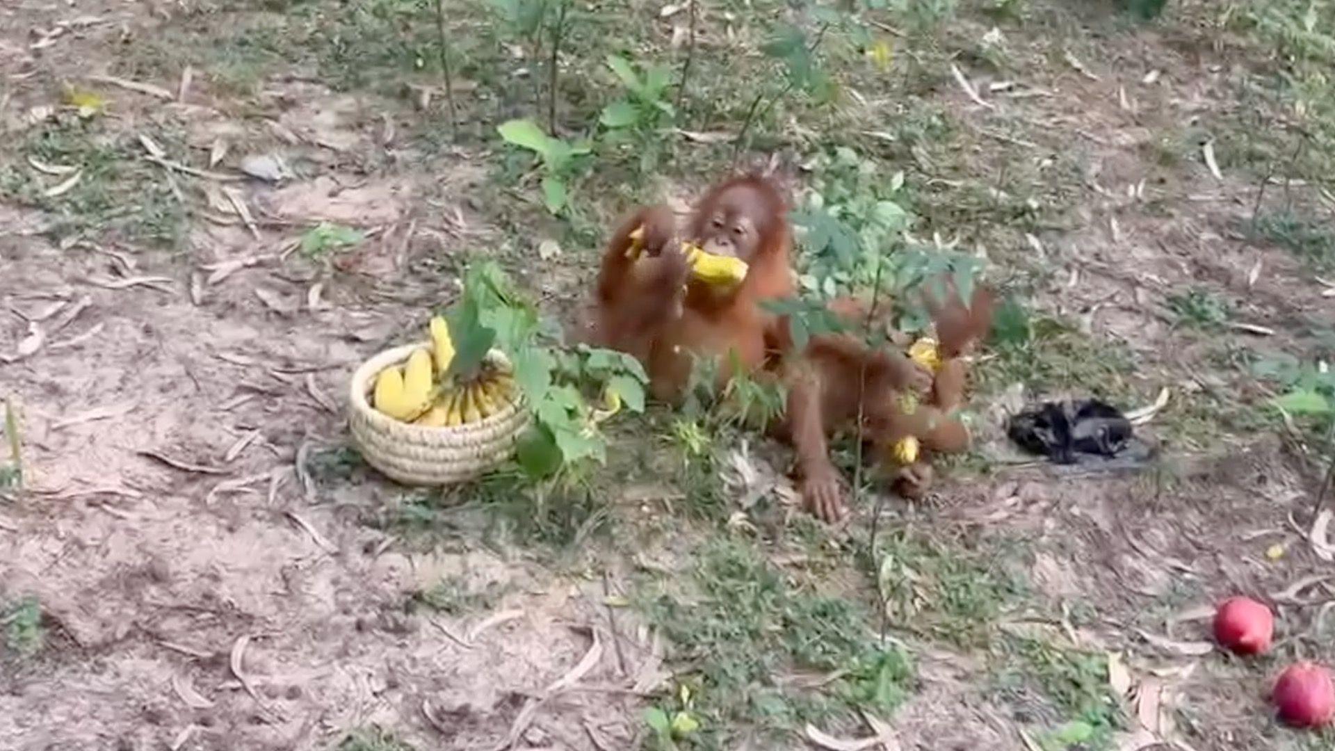 Baby orangutans found in Indian forest spark trafficking inquiry