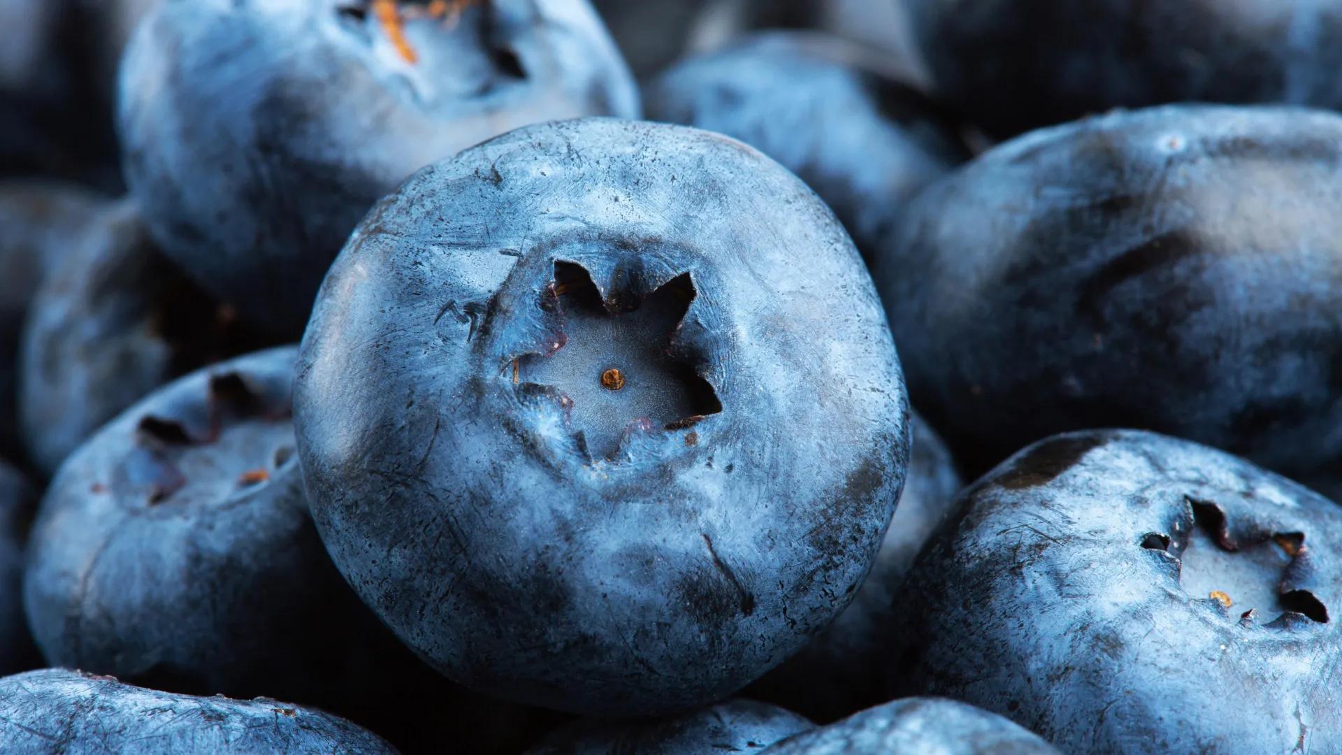 Compound in blueberries may help muscle cells burn excess fat