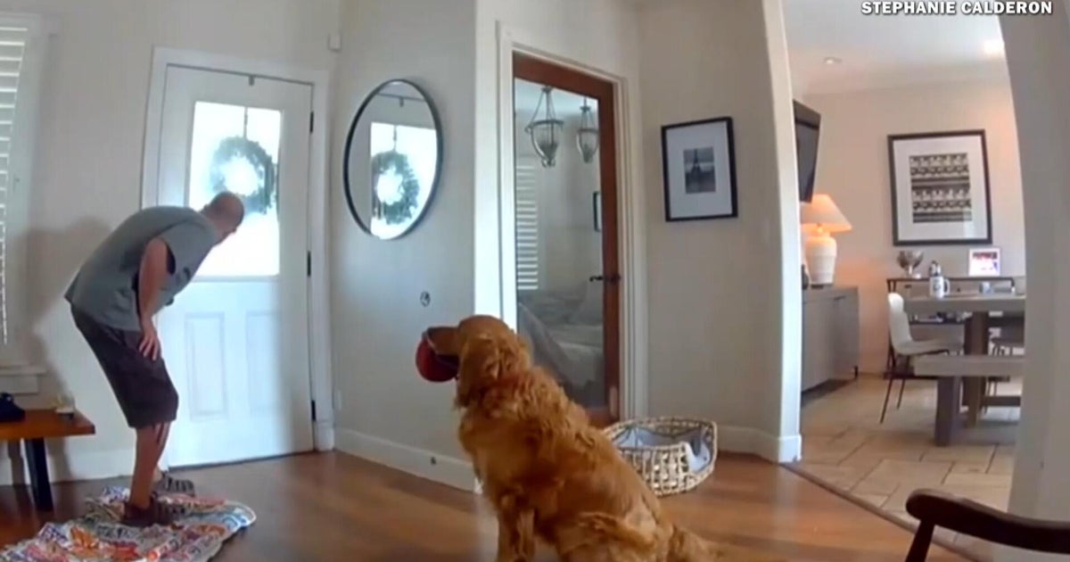 When an intruder invaded a golden retriever's home, he just tried to play