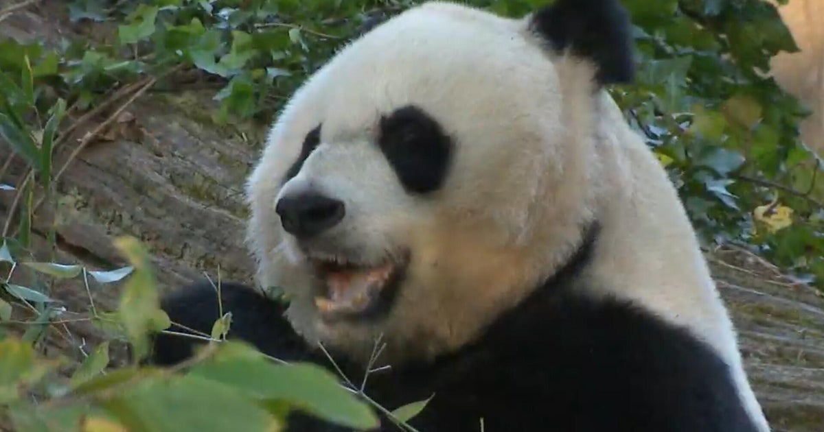 Xi gifts giant pandas to U.S., continuing years of "panda diplomacy"