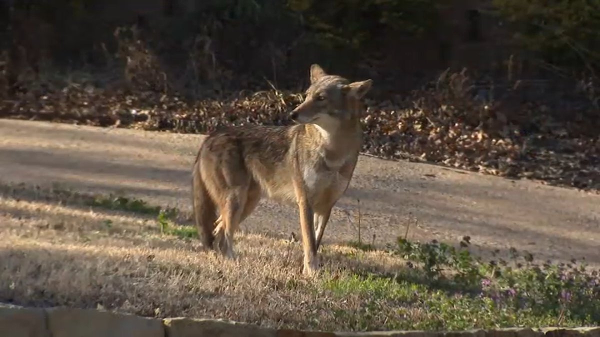 Dog assumed dead after being grabbed by coyote from north suburban yard – NBC 5 Chicago