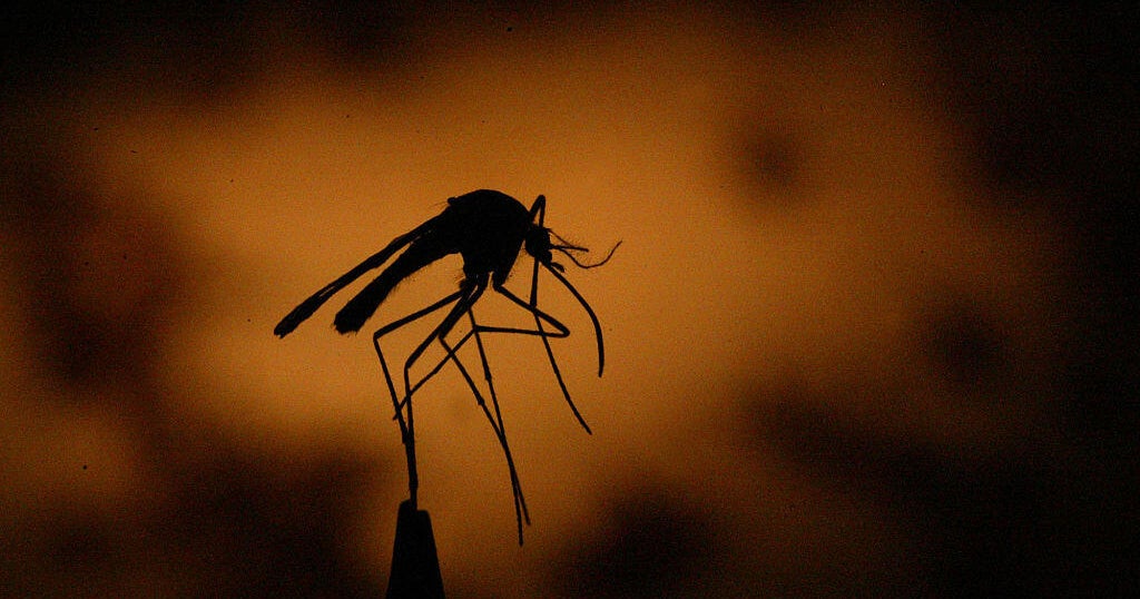 Denver health officials confirm first case of West Nile Virus in the city this year – CBS News