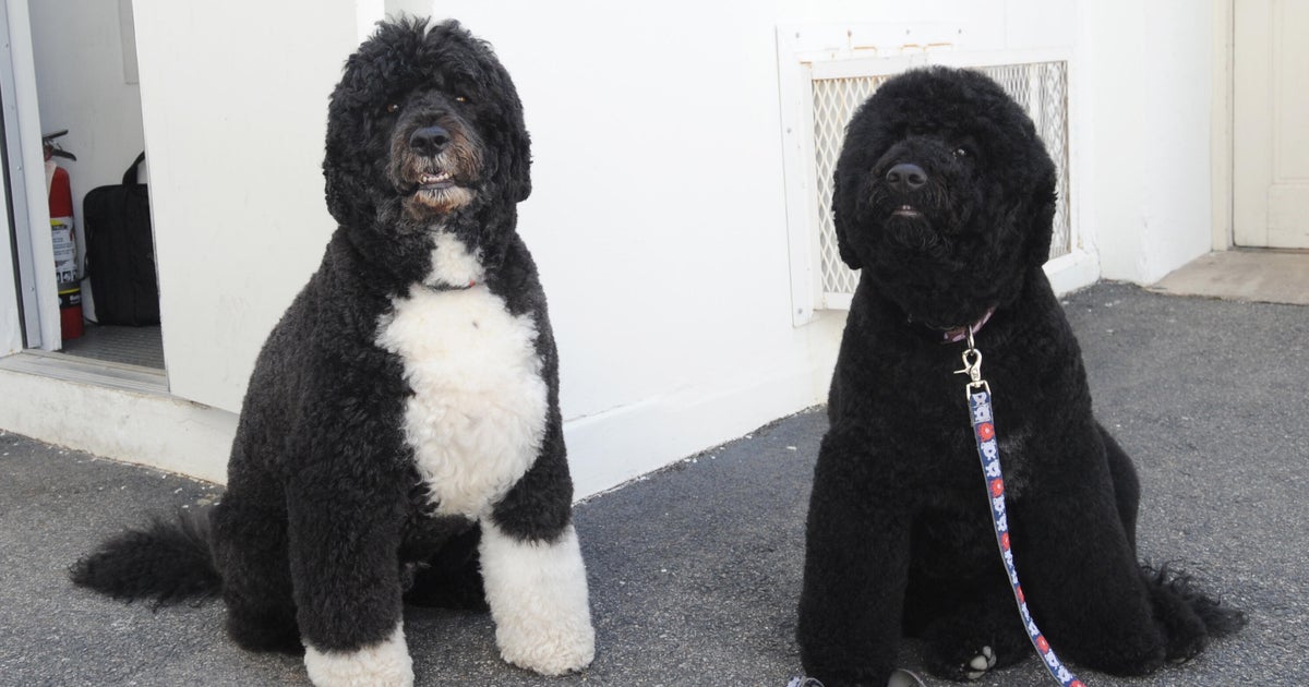 Obamas' dog Sunny dies: "A cherished member of our family"