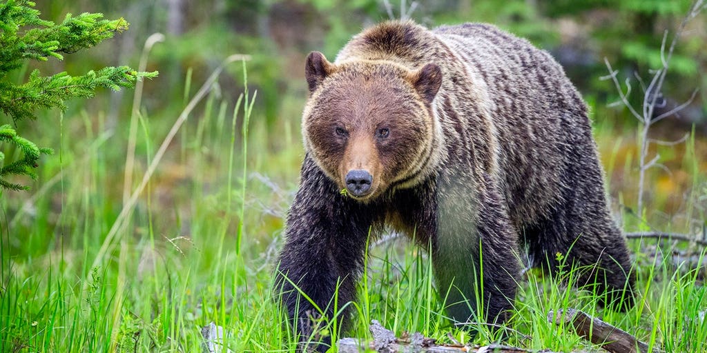 Woman says her life flashed before her eyes as a grizzly bear charged at her and group of hikers