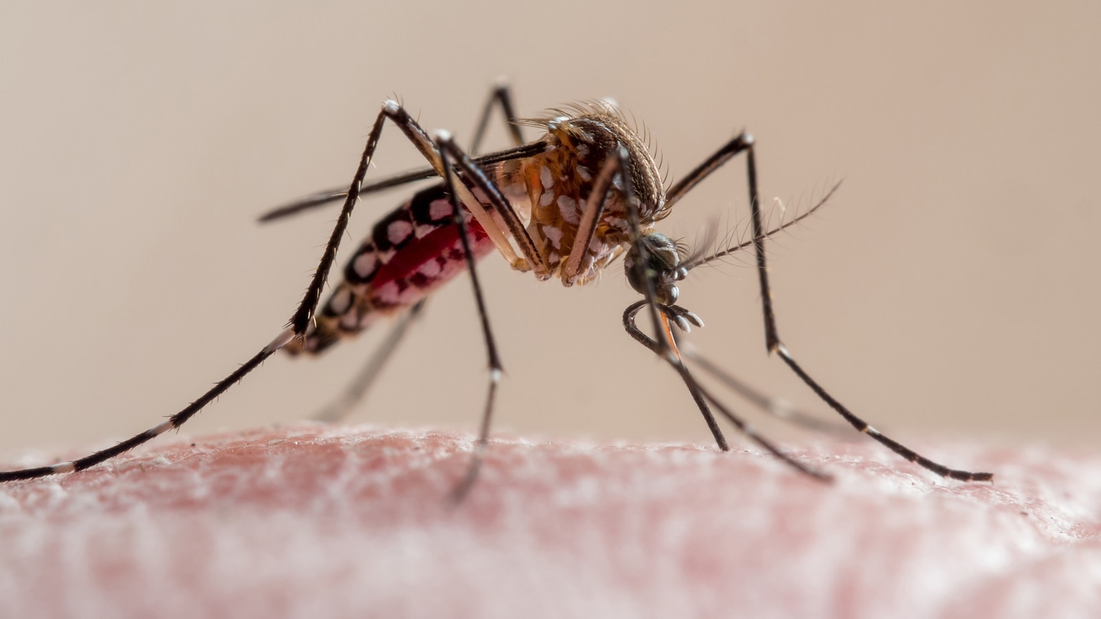 What to know about dengue fever as Florida reports 1st death and cases rise – ABC News – Breaking News, Latest News and Videos