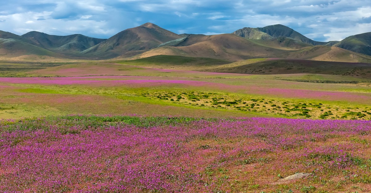 Photos: Wildflowers Bloom in the Atacama Desert
