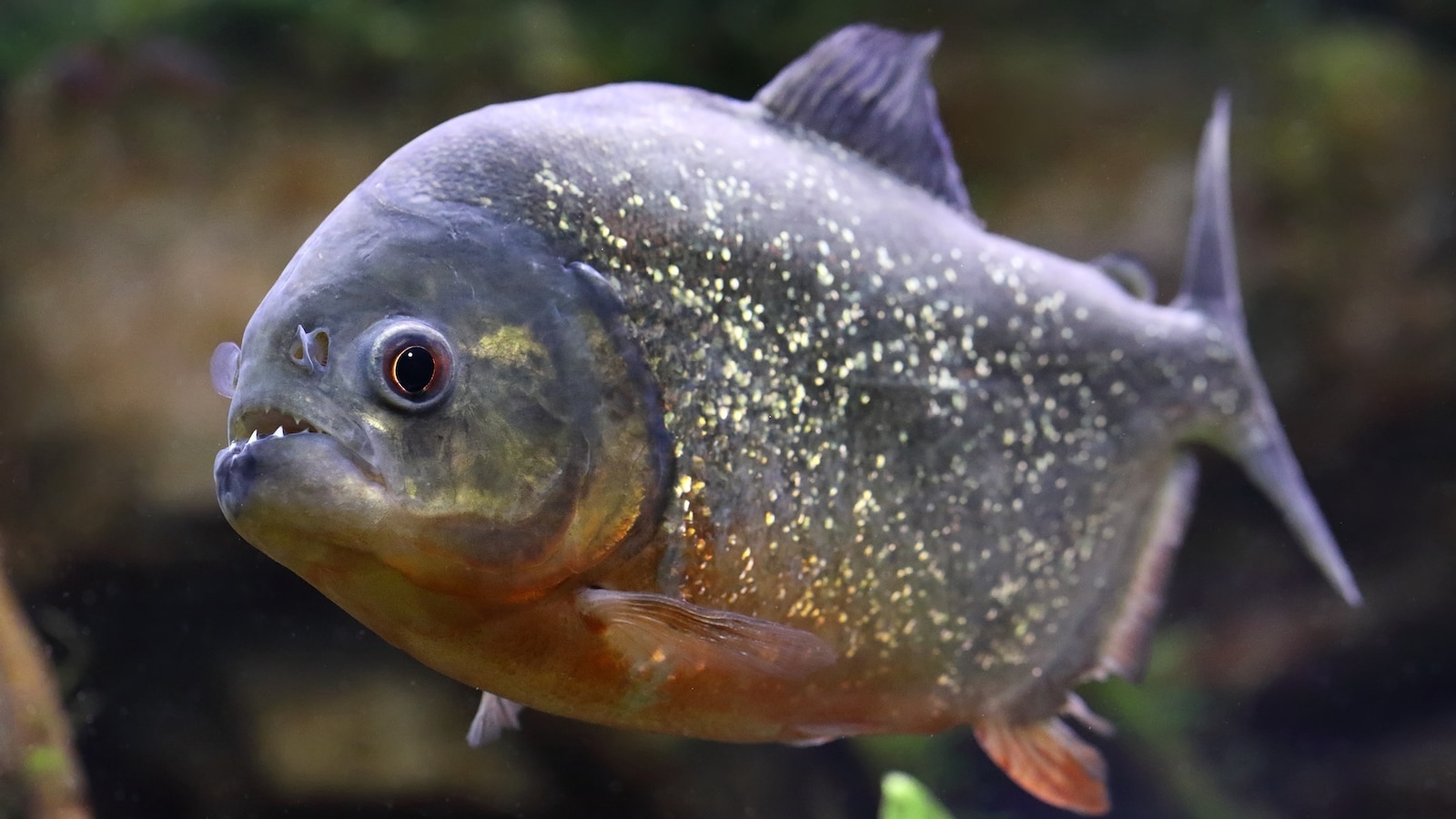 'It's a piranha!': Boy's unexpected catch sparks reminder about exotic pet releases – ABC News – Breaking News, Latest News and Videos