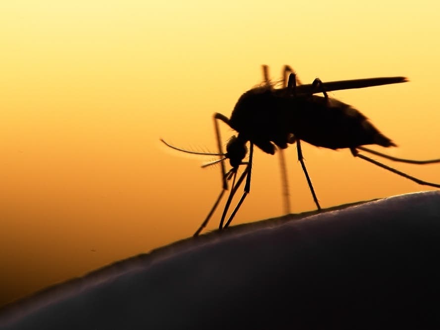 West Nile Virus Cases Rise In San Diego County; Mosquito Spraying Planned – Patch