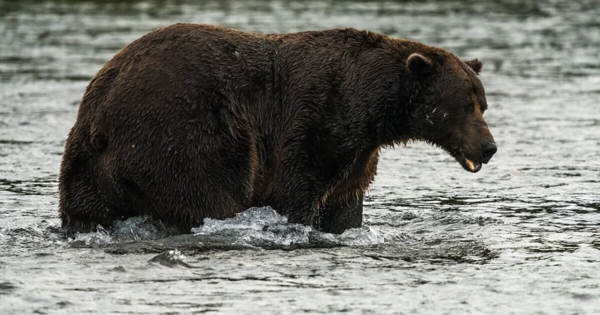 It’s Fat Bear Week. Meet this year’s heavyset hopefuls – Alaska Public Media