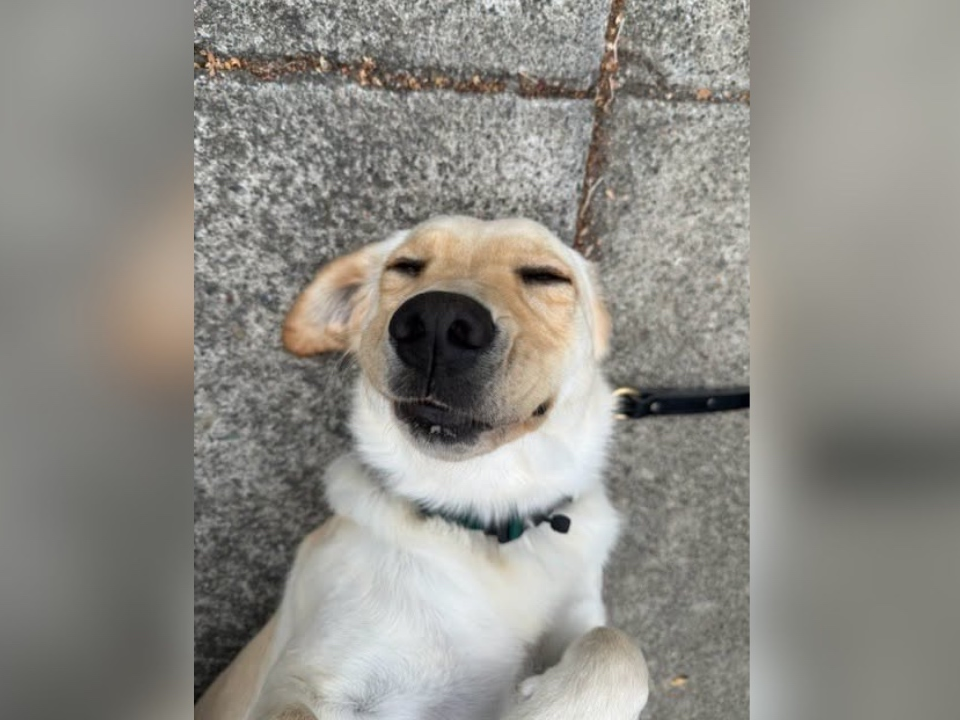 Meet Hazel, San Francisco Police's Newest K9 – patch.com