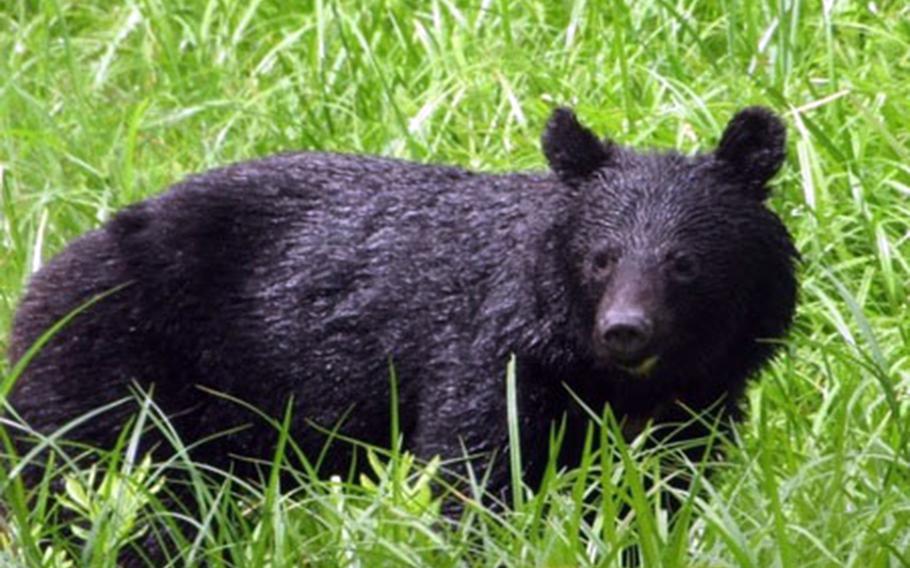 Japan’s bear problem could take a decade to solve, wildlife expert says