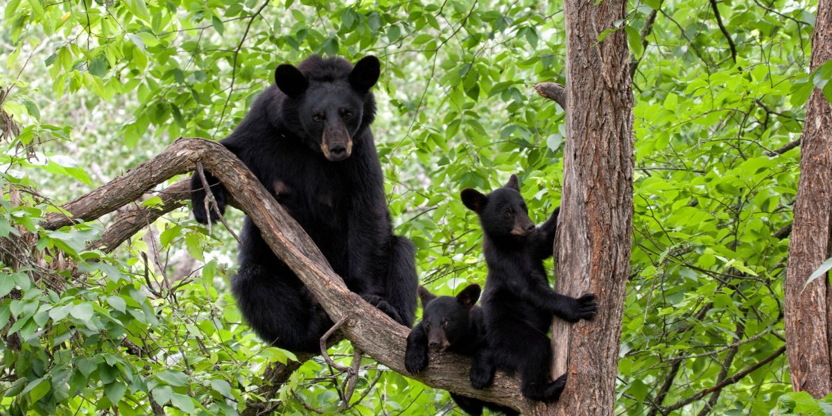 Colorado Parks and Wildlife responds to 2 bear attacks, adding to increase in activity – Denver Gazette