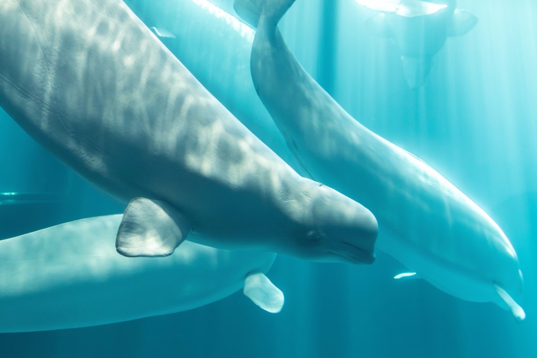 Beluga Saved From Shuttered Marineland Dies in San Diego – Newser