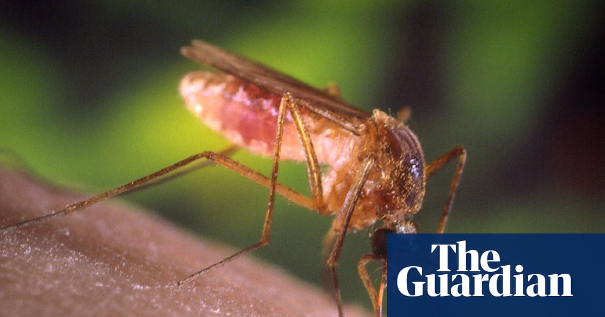 ‘A living hell’: how Los Angeles got taken over by mosquitoes – The Guardian