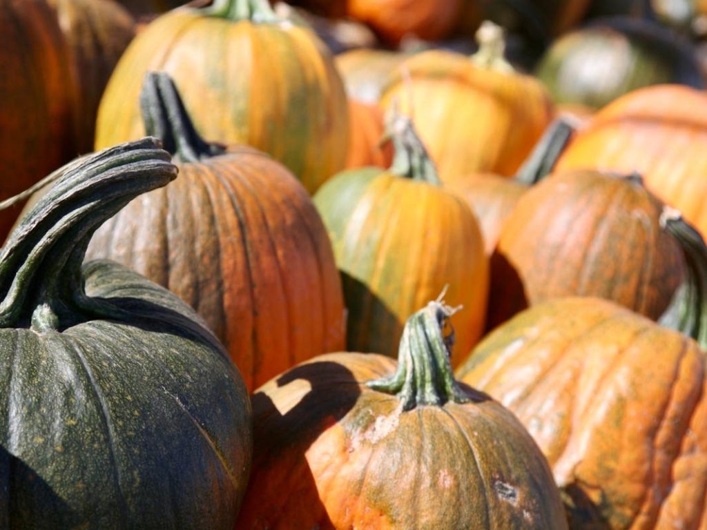 E. Coli Outbreak Linked To Pumpkin Patch | Vigilantes Tackle Cop Busted In Underage Sex Sting: Patch PM – Patch