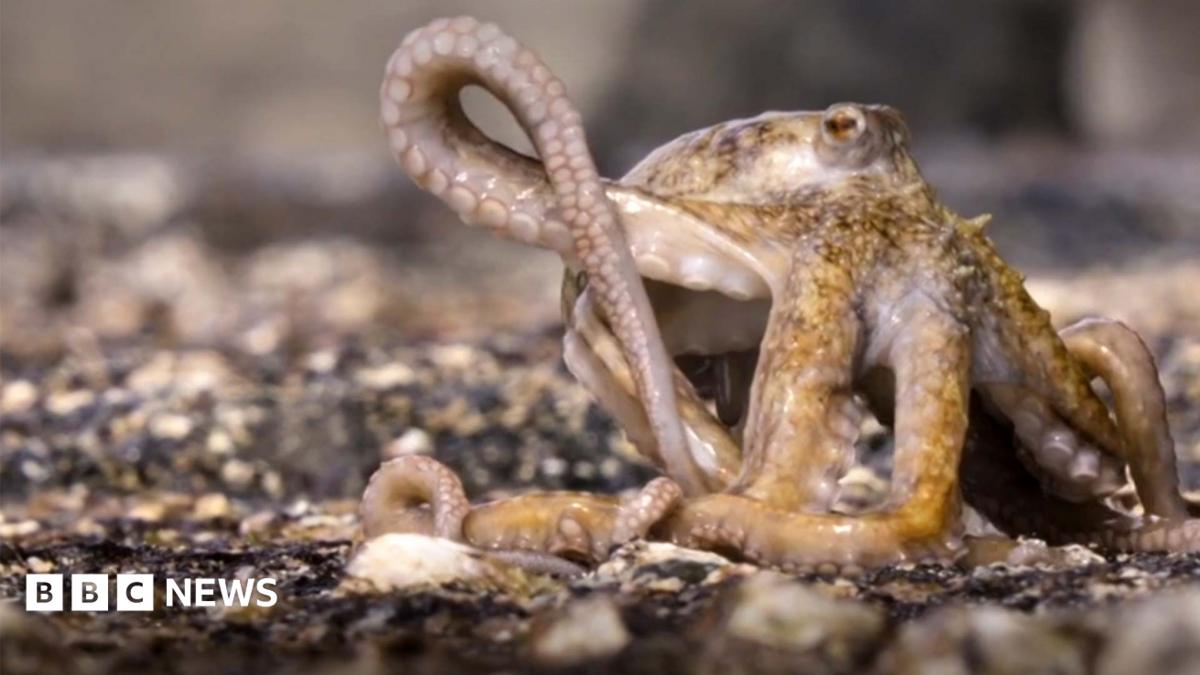 Blue Planet III: Moment octopus escapes death after hunt gone wrong
