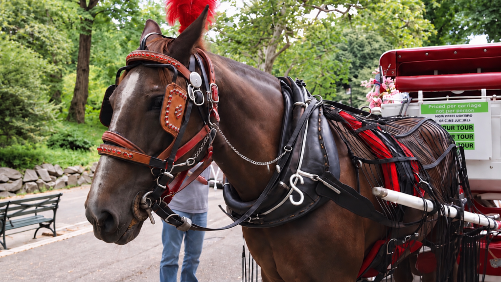 Breaking: New York City Moves To Ban Horse-Drawn Carriages As Council Schedules October 22 Vote – World Animal News
