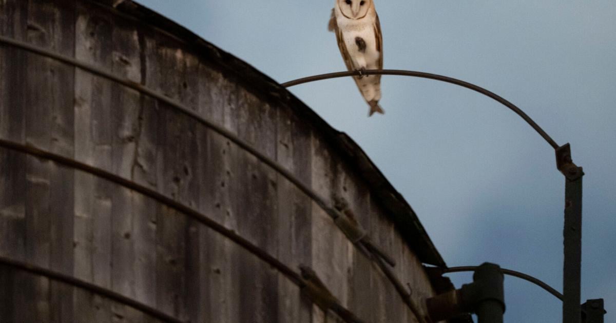 A rare family of barn owls moved into Manhattan's Upper West Side. New Yorkers are captivated – Bozeman Daily Chronicle