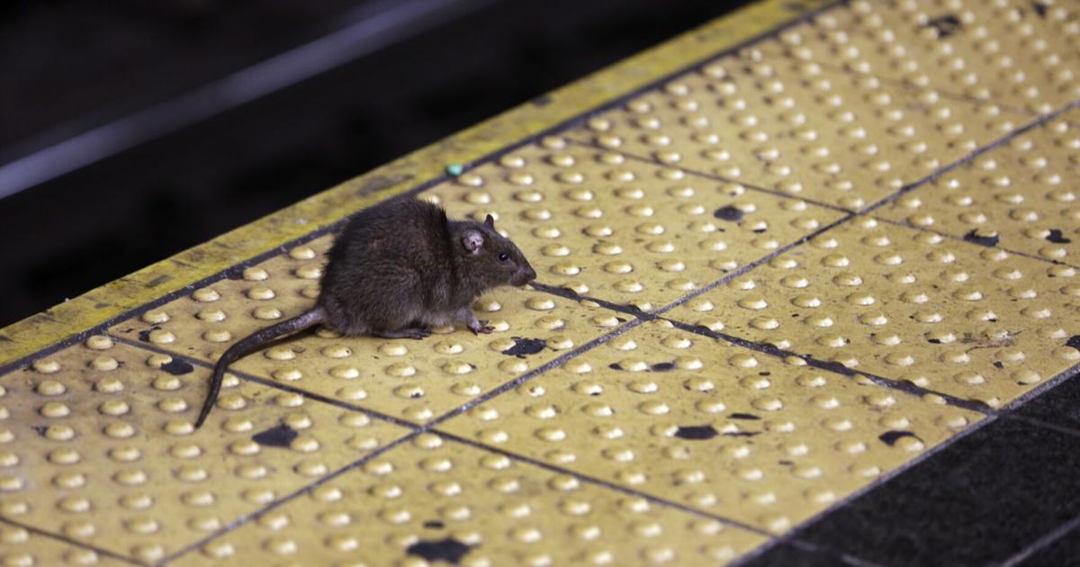 Philly appoints first-ever ‘rat abatement manager' to reduce rat population | Local News | phillytrib.com – phillytrib.com