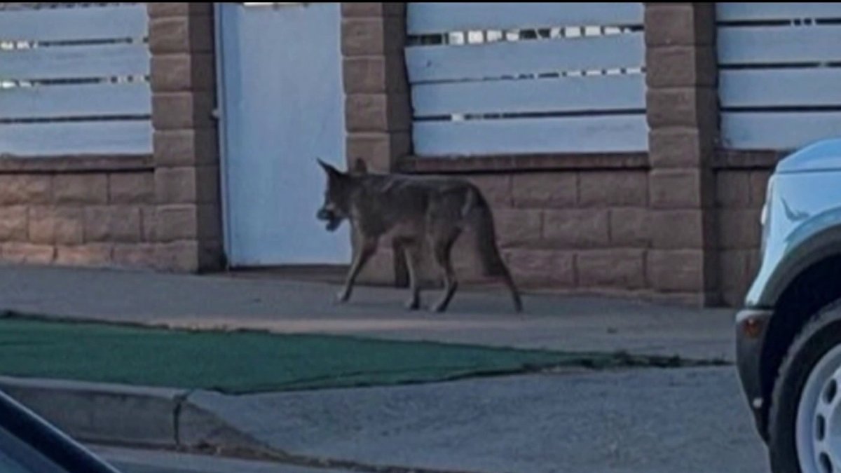 DNA tests match euthanized coyote to bitten toddler in Atwater Village – NBC Los Angeles