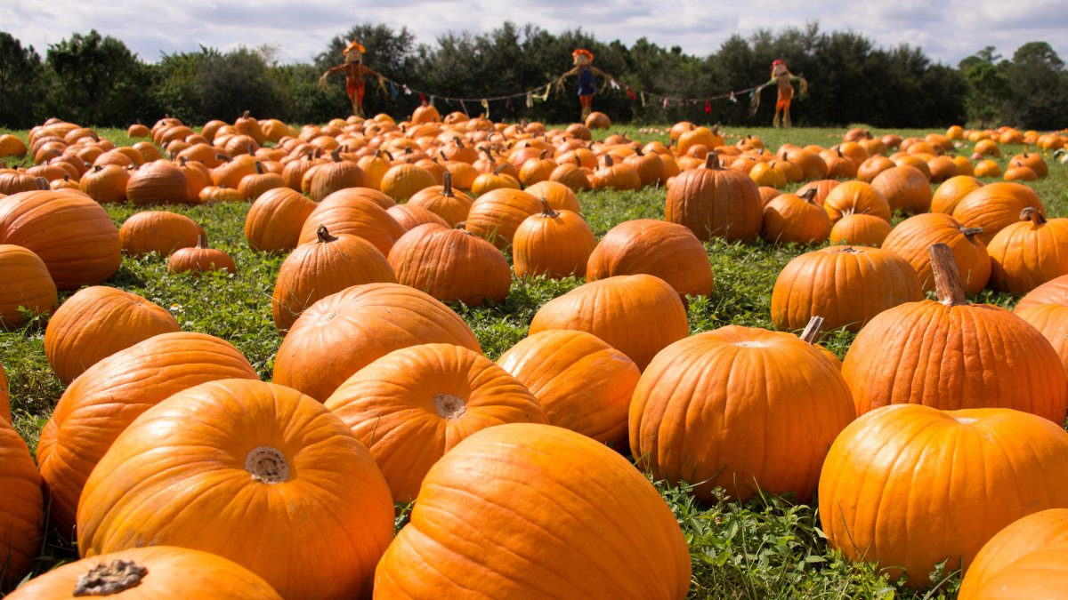 95% of pumpkin crop stolen from Illinois family farm: ‘Incredibly disappointed' – NBC 5 Chicago