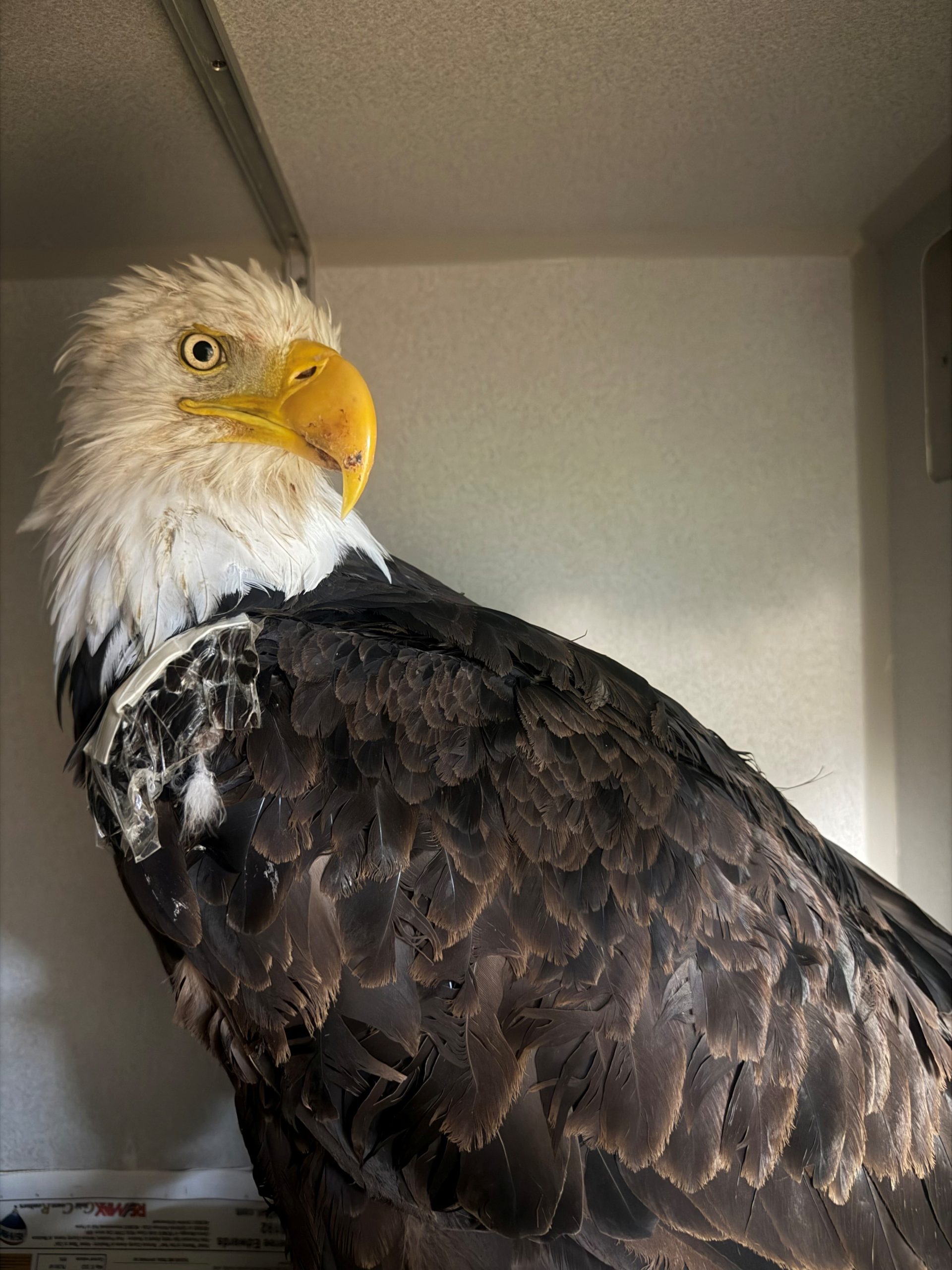CDFW News | Necropsy Provides New Information About Beloved Bald Eagle Known as Jackie – California Department of Fish and Wildlife (.gov)