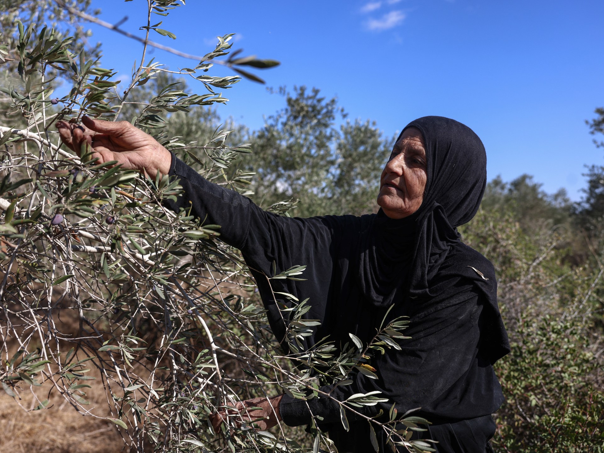 Israeli settlers take Palestinian olives, and their harvest traditions