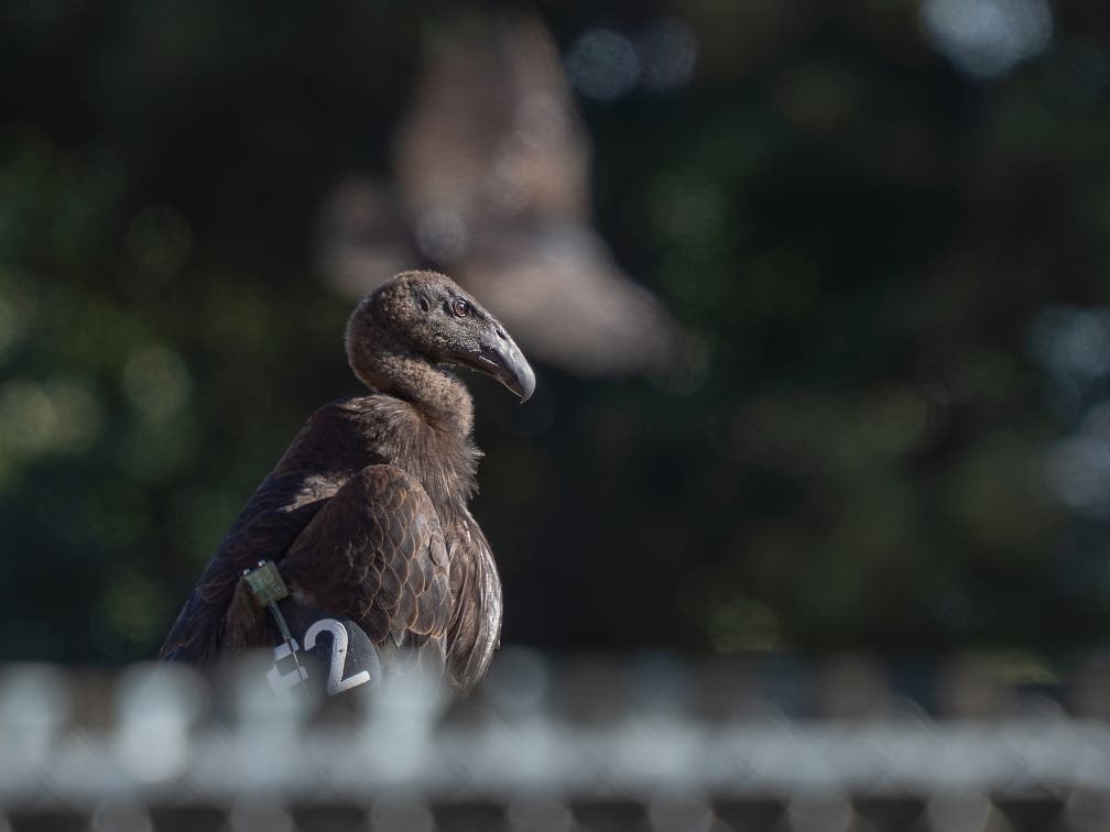 San Diego Zoo Safari Park Celebrates Milestone With 200th Condor Released Into Wild – Patch