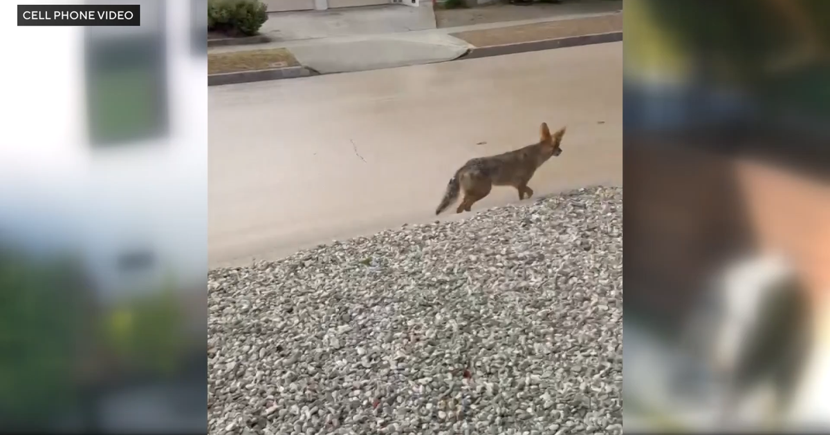 Coyote euthanized after child is injured during interaction in Atwater Village – CBS News