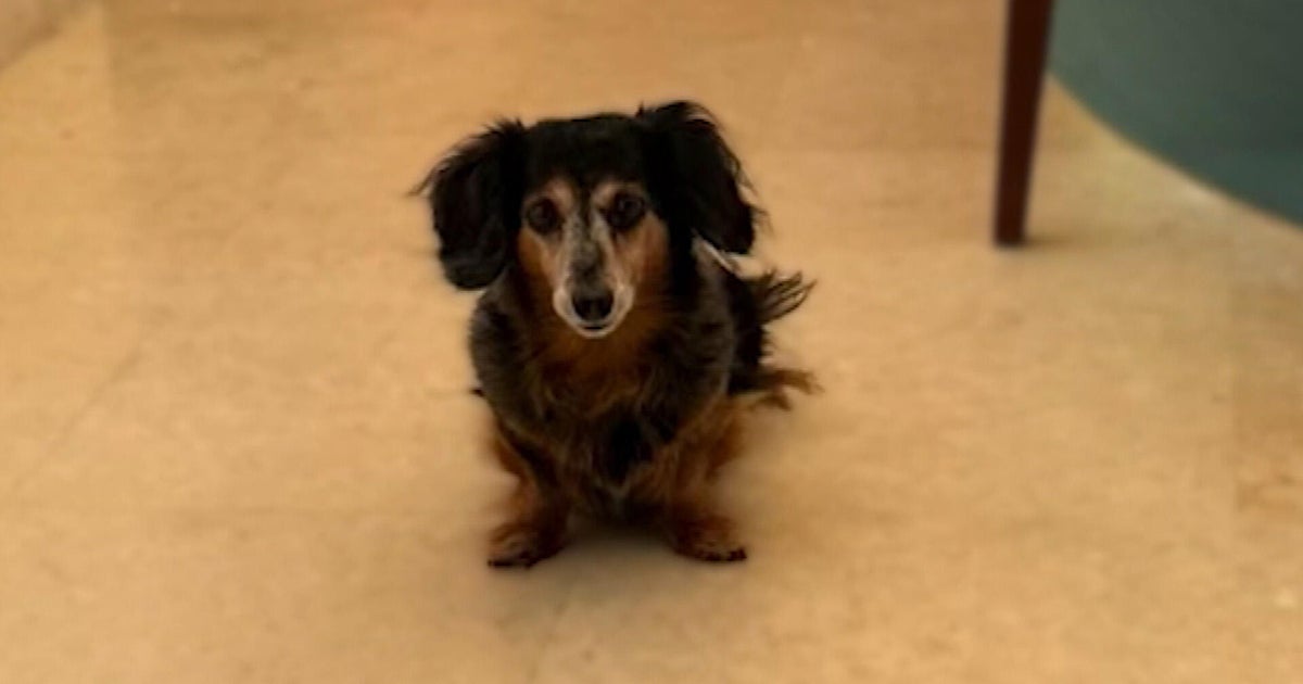 Beloved Denver dog, Daisy, dies after being left in hot car; owner of dog-care business faces animal cruelty charge – CBS News