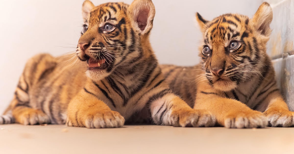 Critically endangered Sumatran tiger cubs born at Fort Worth Zoo – CBS News