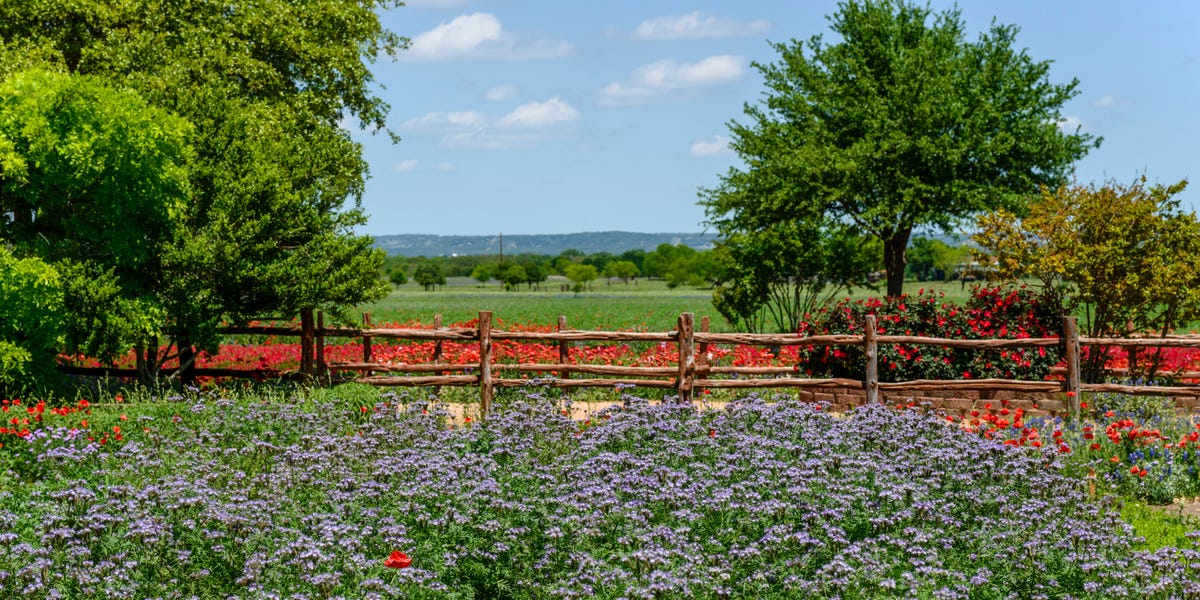 As a Texas local, I skip the crowds in Austin and head west to a charming nearby city with amazing wineries – Business Insider