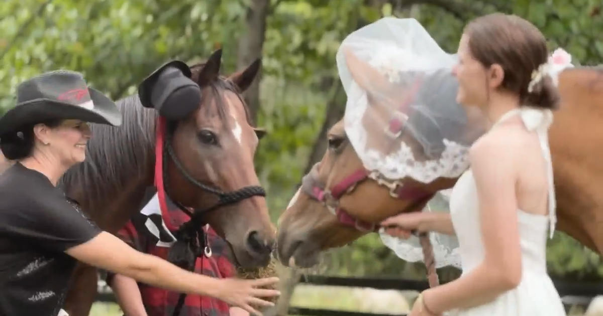Horses tie the knot at special wedding on Georgia farm: "They just really fell in love" – CBS News