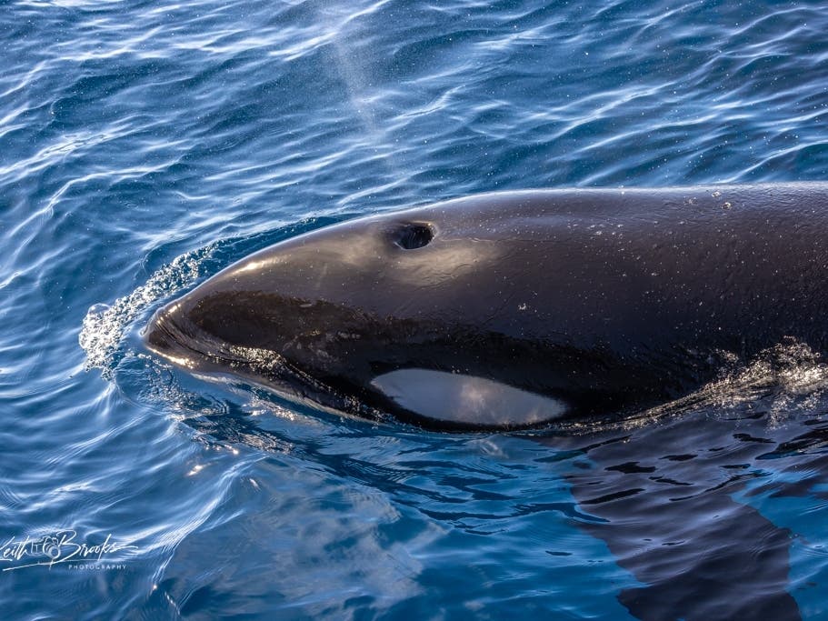 Killer Whales, Humpbacks Spotted Off San Diego Coast: Photos – Patch