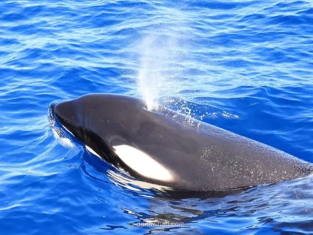 Elderly In-Laws Shoot NYT Exec: Police | Orca Surprise | Sexually Violent Predator Cuts Tracker: CA News – Patch
