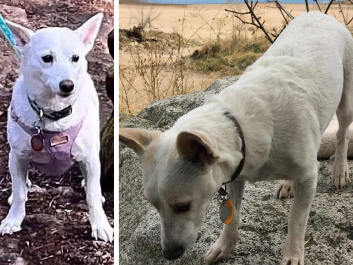 Woman Jumps From Moving Car To Flee Kidnapper | Tiny Dog Survives Month In Wilderness | Sinking Ship: CA News – Patch