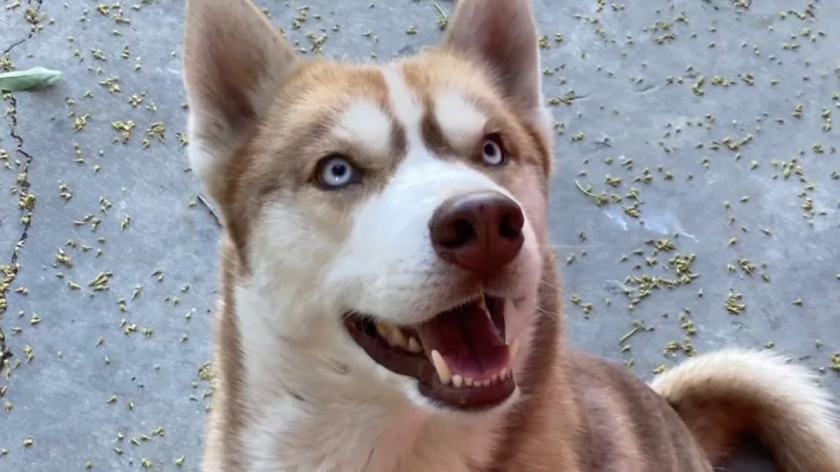 Family's beloved dog found hanging by leash in Lynwood – NBC Los Angeles
