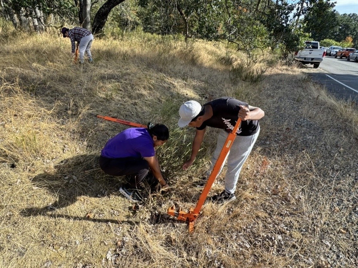 From Invasive Plants to Native Seeds: Restoring JBLM’s Prairie Oak Preserve