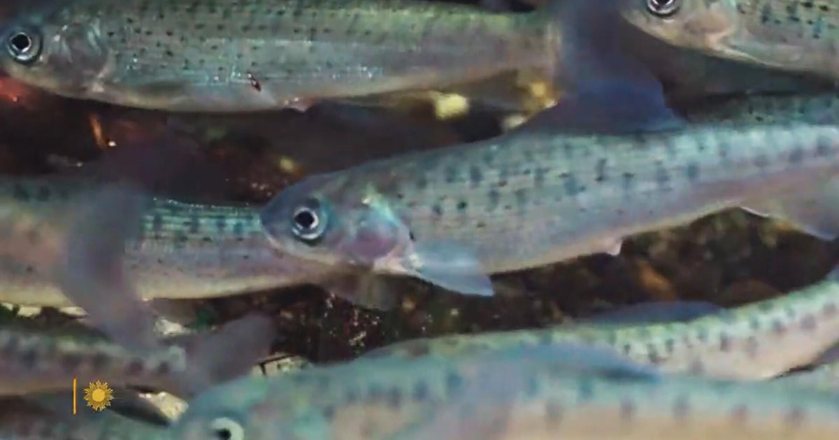Nature: Arctic grayling in Michigan