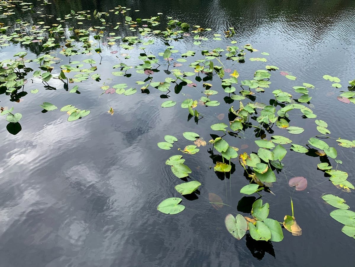 Meeting Set For Topanga Lagoon Restoration – Patch