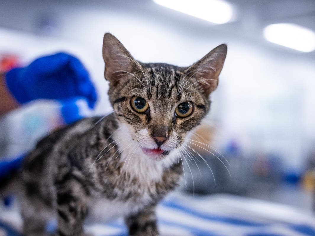 Kitten Found With Zip Tie Around Mouth In San Diego; Public's Help Sought – Patch